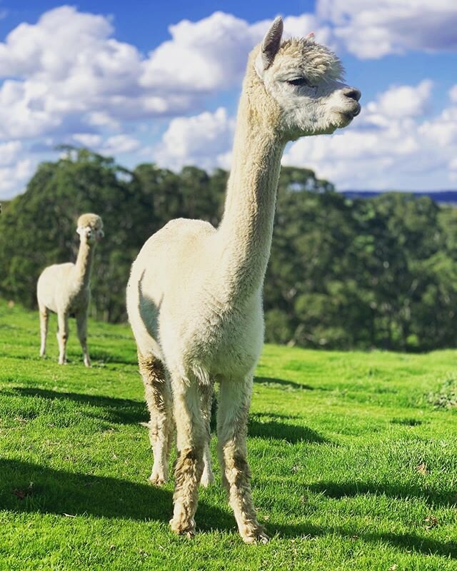 Sunday strolls with the neighbours.