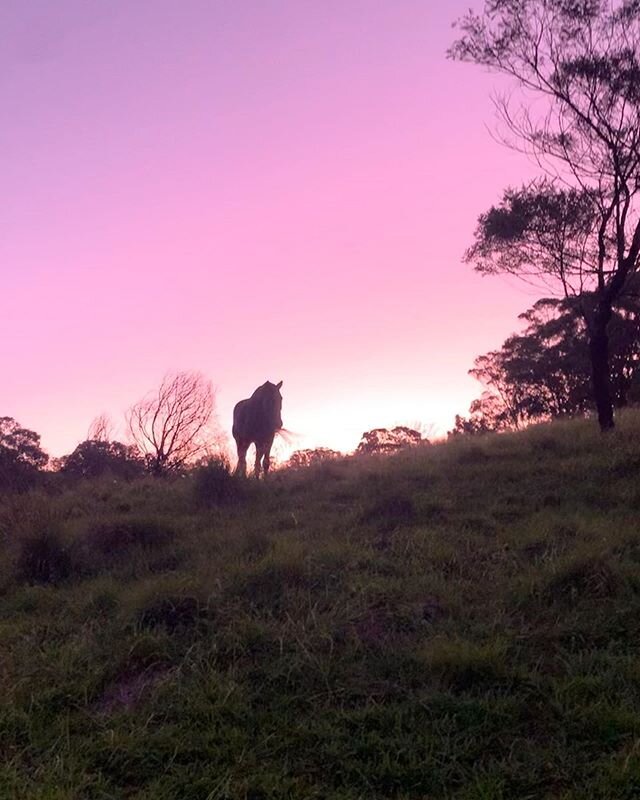 Evening walks with the ponies #nofilter
